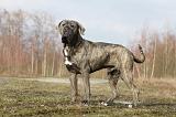 CANE CORSO 706